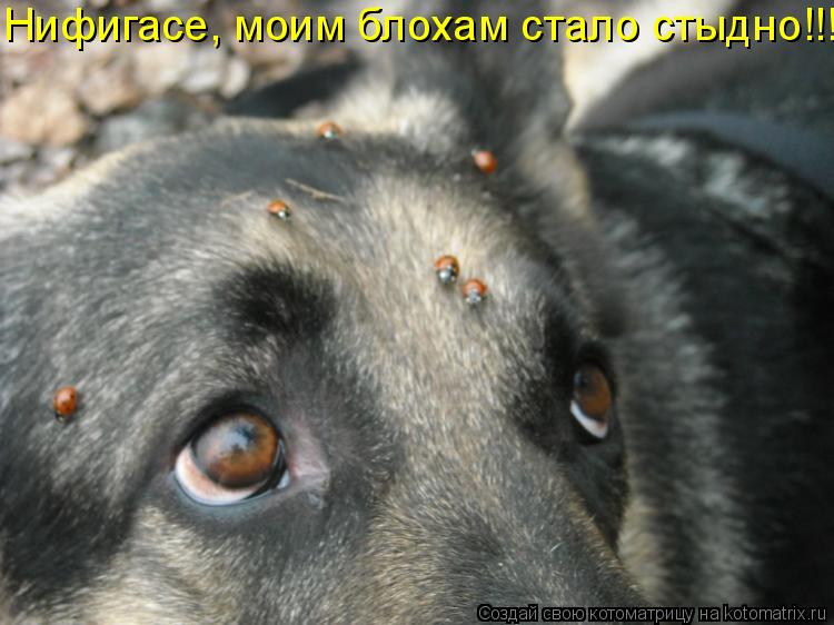 Нифигасе, моим блохам стало стыдно!!!... Котоматрица: Нифигасе, моим блохам стало стыдно!!!