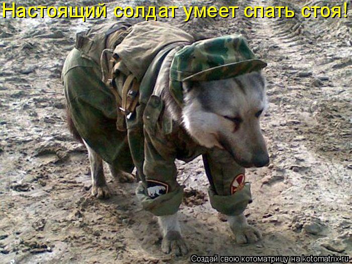 Настоящий солдат умеет спать стоя!... Котоматрица: Настоящий солдат умеет спать стоя!