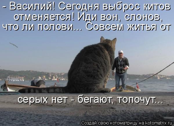 - Василий! Сегодня выброс китов отменяется! Иди вон, слонов, что ли полови... Совсем житья от серых н... Котоматрица: - Василий! Сегодня выброс китов отменяется! Иди вон, слонов, что ли полови... Совсем житья от серых нет - бегают, топочут...