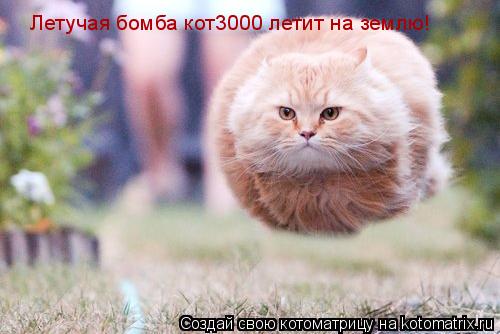 Летучая бомба кот3000 летит на землю!... Котоматрица: Летучая бомба кот3000 летит на землю!
