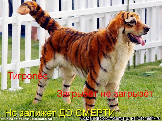 Тигропёс Загрызёт не загрызёт Но залижет ДО СМЕРТИ... Котоматрица: Тигропёс Загрызёт не загрызёт Но залижет ДО СМЕРТИ