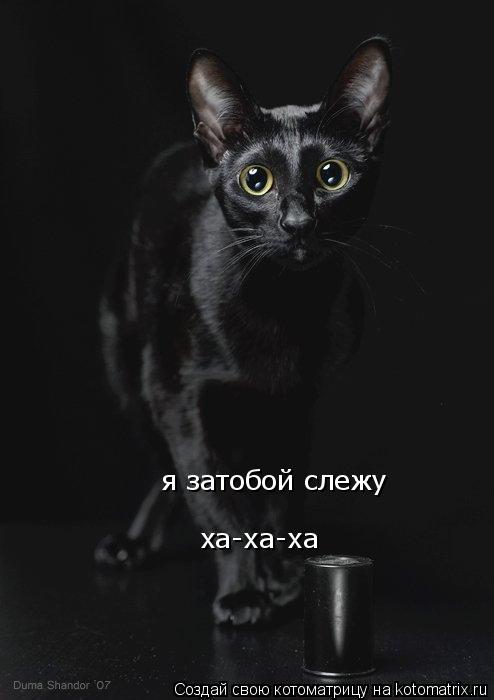 я затобой слежу ха-ха-ха... Котоматрица: я затобой слежу ха-ха-ха