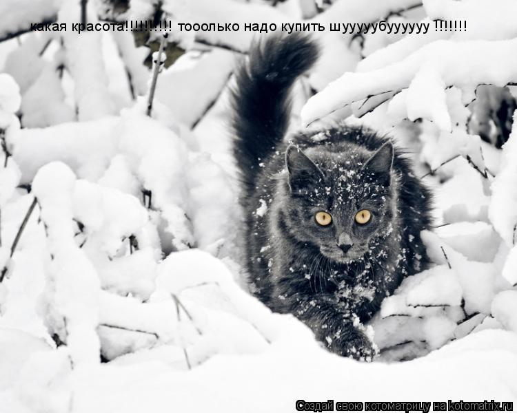 какая красота!!!!!!!!!! тооолько надо купить шууууубуууууу !!!!!!!... Котоматрица: какая красота!!!!!!!!!! тооолько надо купить шууууубуууууу !!!!!!!