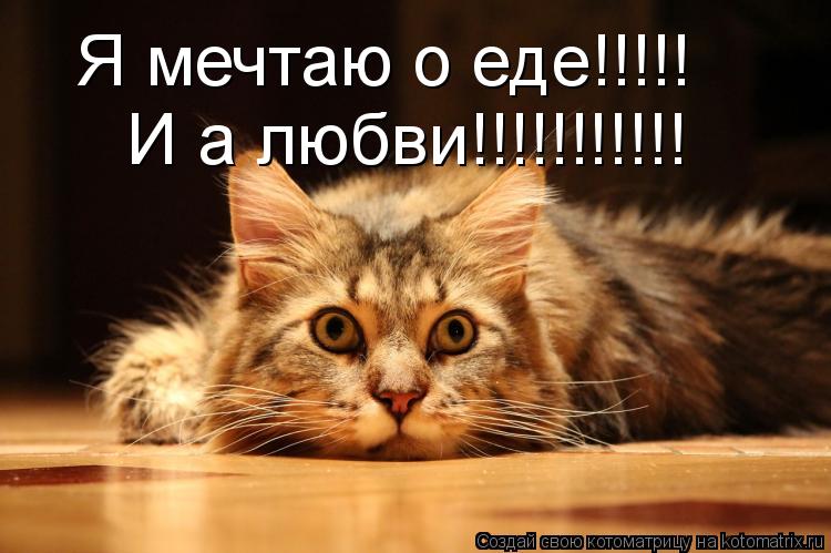 Я мечтаю о еде!!!!! И а любви!!!!!!!!!!!... Котоматрица: Я мечтаю о еде!!!!! И а любви!!!!!!!!!!!