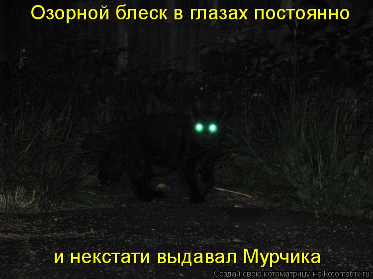Озорной блеск в глазах постоянно и некстати выдавал Мурчика... Котоматрица: Озорной блеск в глазах постоянно и некстати выдавал Мурчика