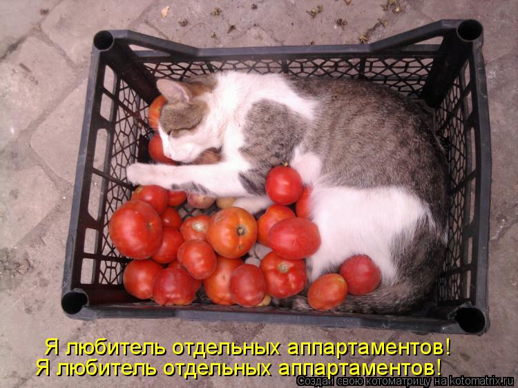 Я любитель отдельных аппартаментов! Я любитель отдельных аппартаментов!... Котоматрица: Я любитель отдельных аппартаментов! Я любитель отдельных аппартаментов!