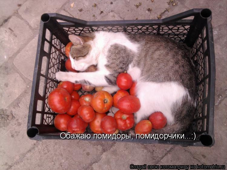 Обажаю помидоры, помидорчики...:)... Котоматрица: Обажаю помидоры, помидорчики...:)