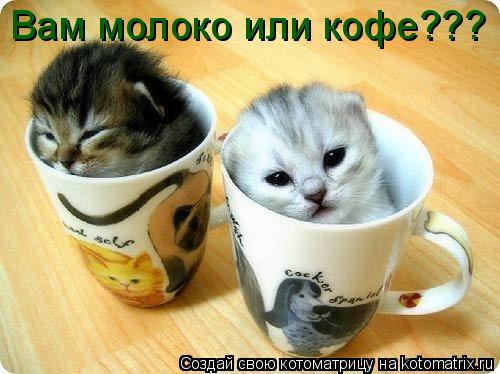 Вам молоко или кофе???... Котоматрица: Вам молоко или кофе???