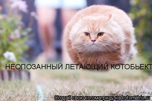 НЕОПОЗАННЫЙ ЛЕТАЮЩИЙ КОТОБЬЕКТ... Котоматрица: НЕОПОЗАННЫЙ ЛЕТАЮЩИЙ КОТОБЬЕКТ