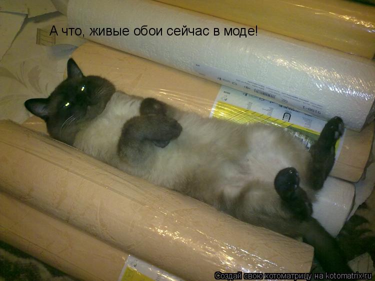 А что, живые обои сейчас в моде!... Котоматрица: А что, живые обои сейчас в моде!