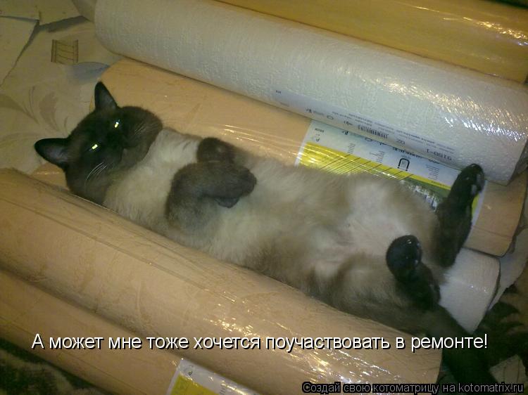 А может мне тоже хочется поучаствовать в ремонте!... Котоматрица: А может мне тоже хочется поучаствовать в ремонте!