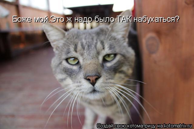Боже мой.Это ж надо было ТАК набухаться?... Котоматрица: Боже мой.Это ж надо было ТАК набухаться?