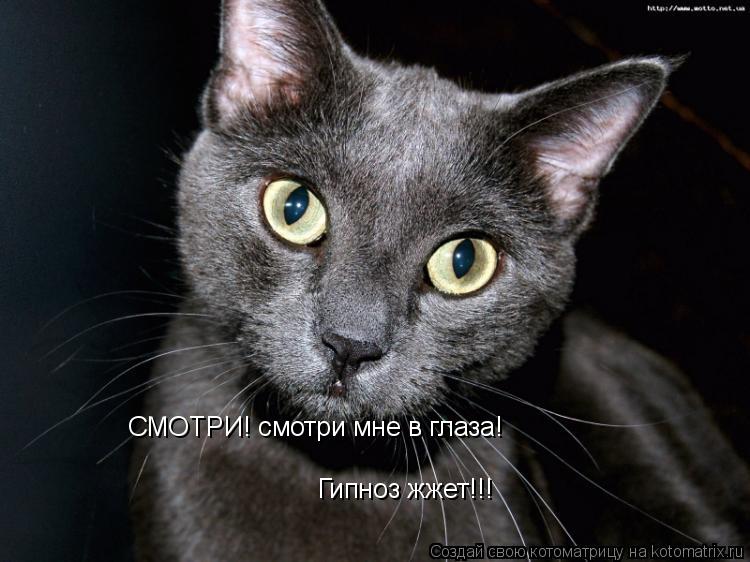 СМОТРИ! смотри мне в глаза! Гипноз жжет!!!... Котоматрица: СМОТРИ! смотри мне в глаза! Гипноз жжет!!!