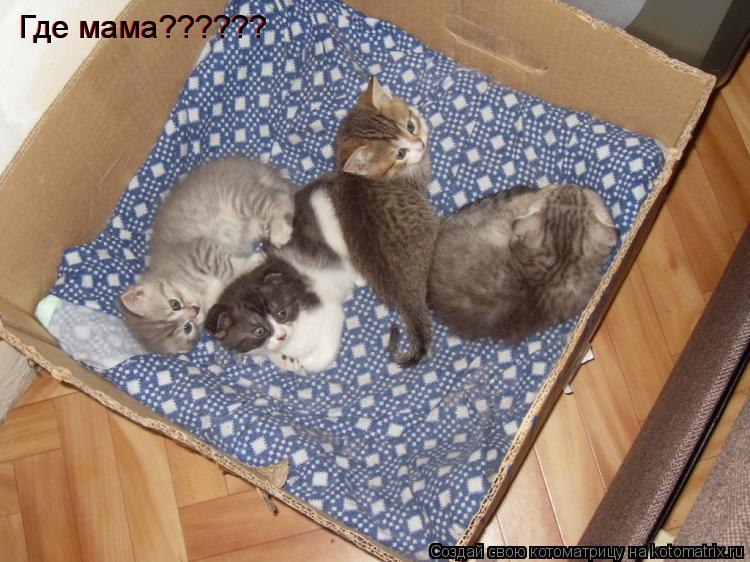 Где мама?????? Где мама??????... Котоматрица: Где мама?????? Где мама??????