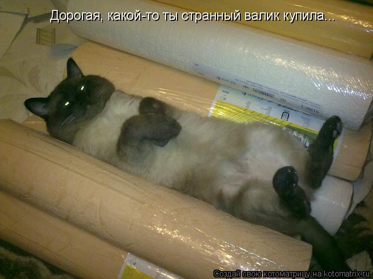 Дорогая, какой-то ты странный валик купила...... Котоматрица: Дорогая, какой-то ты странный валик купила...