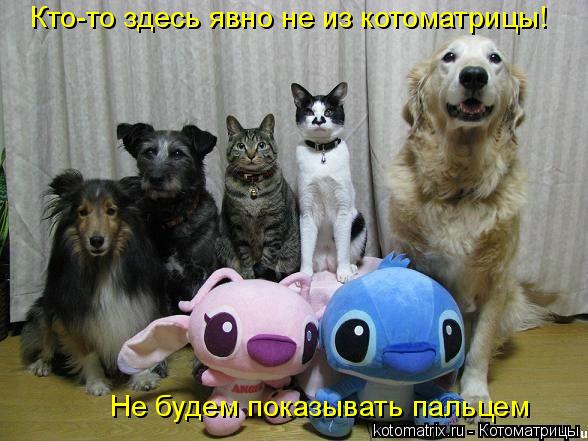 Кто-то здесь явно не из котоматрицы! Не будем показывать пальцем... Котоматрица: Кто-то здесь явно не из котоматрицы! Не будем показывать пальцем