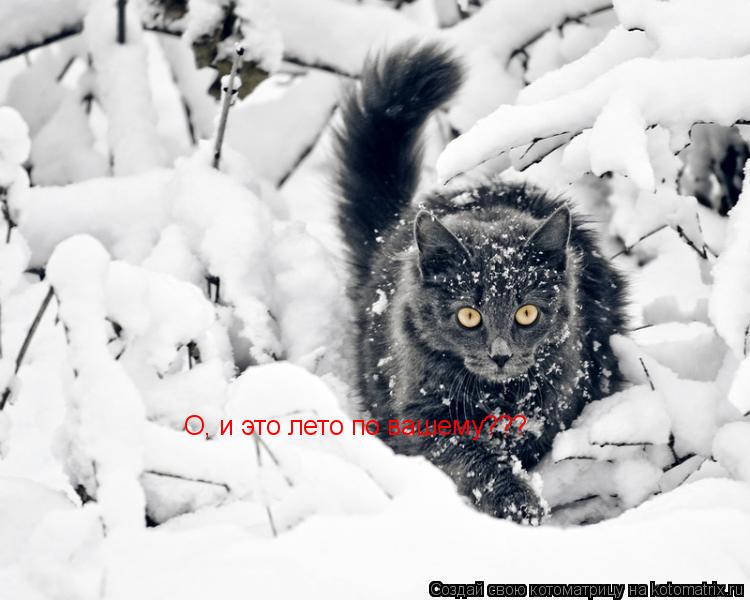 О, и это лето по вашему???... Котоматрица: О, и это лето по вашему???