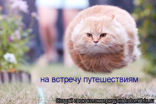 на встречу путешествиям на встречу путешествиям... Котоматрица: на встречу путешествиям на встречу путешествиям