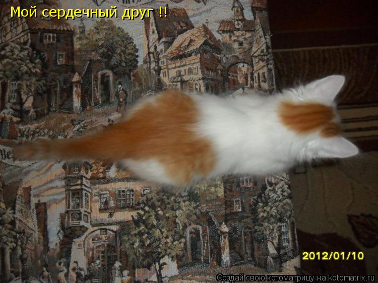 Мой сердечный друг !! Мой сердечный друг !!... Котоматрица: Мой сердечный друг !! Мой сердечный друг !!