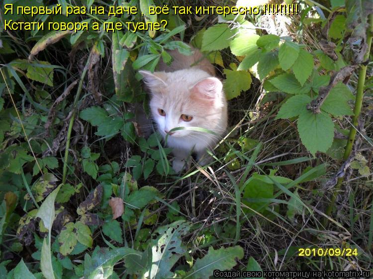 Я первый раз на даче , всё так интересно !!!!!!!!! Кстати говоря а где туале?... Котоматрица: Я первый раз на даче , всё так интересно !!!!!!!!! Кстати говоря а где туале?