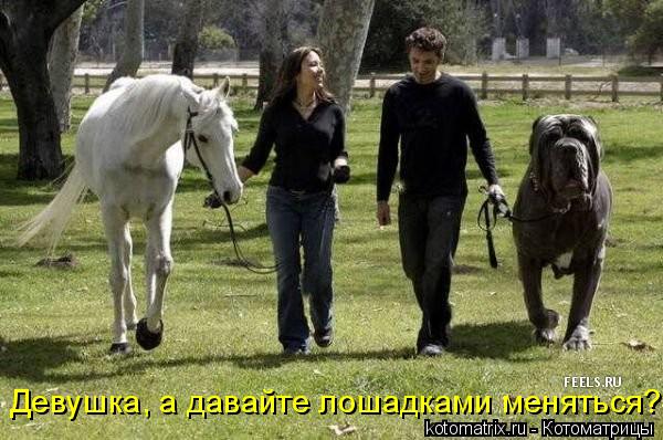 Девушка, а давайте лошадками меняться?... Котоматрица: Девушка, а давайте лошадками меняться?