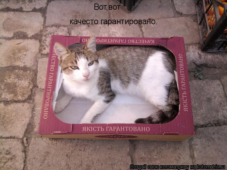 Вот,вот качесто гарантировано.... Котоматрица: Вот,вот качесто гарантировано.