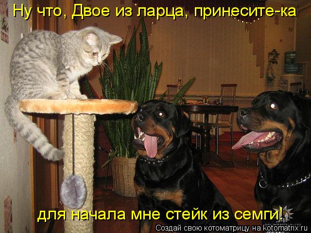 Ну что, Двое из ларца, принесите-ка для начала мне стейк из семги!... Котоматрица: Ну что, Двое из ларца, принесите-ка для начала мне стейк из семги!