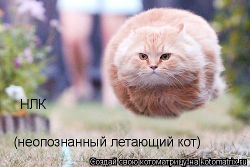 (неопознанный летающий кот) НЛК... Котоматрица: (неопознанный летающий кот) НЛК