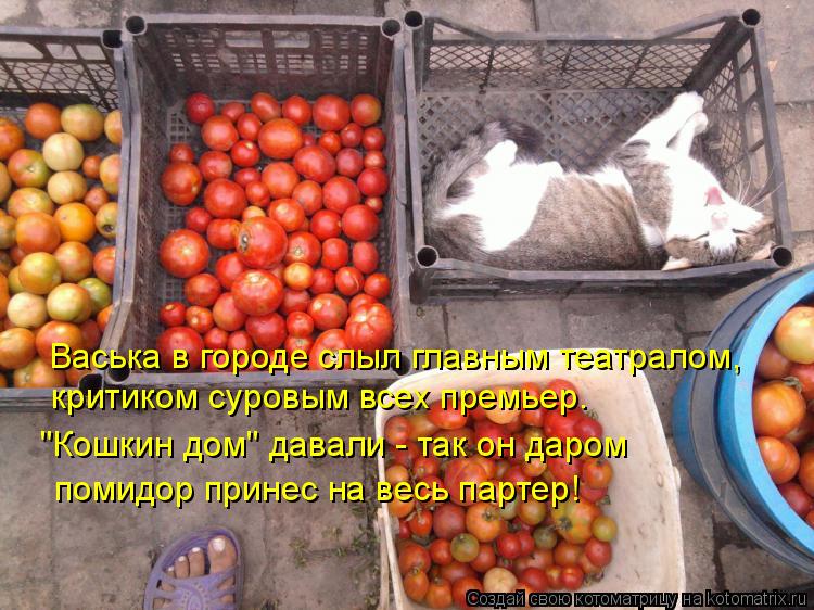 Васька в городе слыл главным театралом, критиком суровым всех премьер. "Кошкин дом" давали - так он д... Котоматрица: Васька в городе слыл главным театралом, критиком суровым всех премьер. "Кошкин дом" давали - так он даром помидор принес на весь партер!
