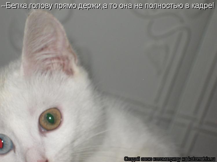 --Белка,голову прямо держи,а то она не полностью в кадре!... Котоматрица: --Белка,голову прямо держи,а то она не полностью в кадре!
