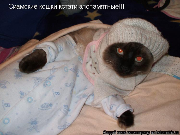 Сиамские кошки кстати злопамятные!!!... Котоматрица: Сиамские кошки кстати злопамятные!!!