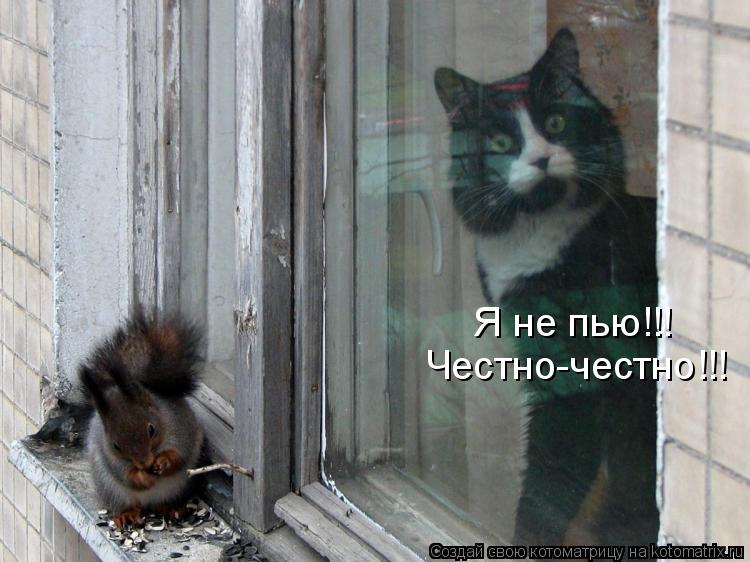 Я не пью!!! Честно-честно!!!... Котоматрица: Я не пью!!! Честно-честно!!!