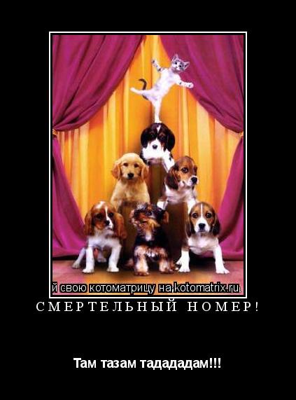 СМЕРТЕЛЬНЫЙ НОМЕР! Там тазам тадададам!!!... Котоматрица: СМЕРТЕЛЬНЫЙ НОМЕР! Там тазам тадададам!!!