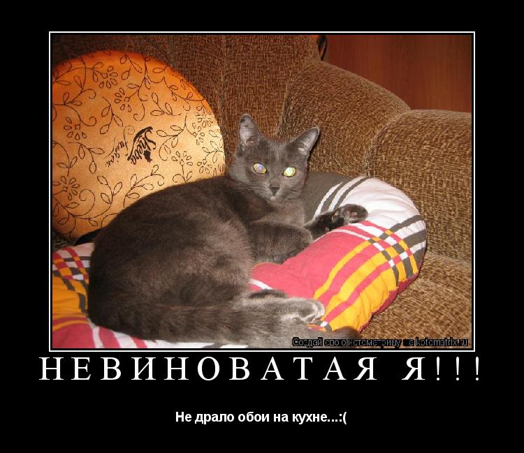 Невиноватая я!!! Не драло обои на кухне...:(... Котоматрица: Невиноватая я!!! Не драло обои на кухне...:(