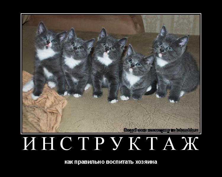 инструктаж как правильно воспитать хозяина... Котоматрица: инструктаж как правильно воспитать хозяина