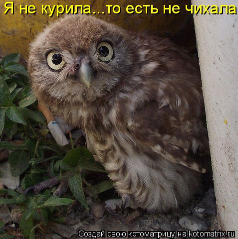 Я не курила...то есть не чихала!... Котоматрица: Я не курила...то есть не чихала!