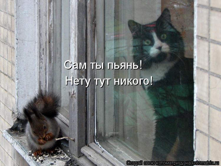 Сам ты пьянь! Нету тут никого!... Котоматрица: Сам ты пьянь! Нету тут никого!
