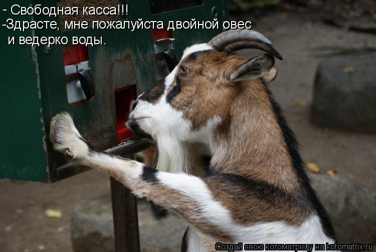 Свободная касса!!! - -Здрасте, мне пожалуйста двойной овес и ведерко воды.... Котоматрица: Свободная касса!!! - -Здрасте, мне пожалуйста двойной овес и ведерко воды.
