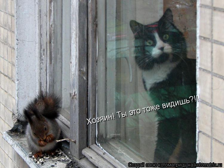Хозяин! Ты это тоже видишь?!!... Котоматрица: Хозяин! Ты это тоже видишь?!!