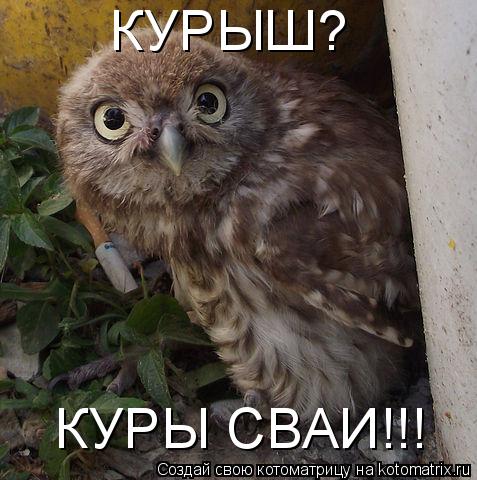 КУРЫШ? КУРЫ СВАИ!!!... Котоматрица: КУРЫШ? КУРЫ СВАИ!!!