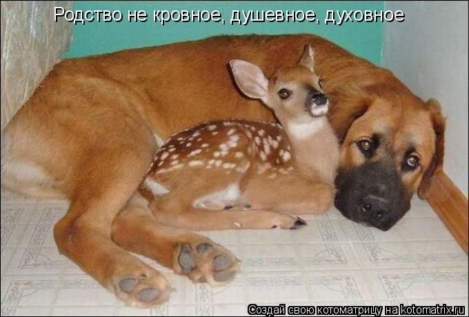 Родство не кровное, душевное, духовное... Котоматрица: Родство не кровное, душевное, духовное
