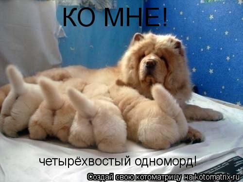 КО МНЕ! четырёхвостый одноморд!... Котоматрица: КО МНЕ! четырёхвостый одноморд!