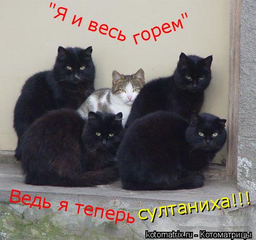 "Я и весь горем" Ведь я теперь султаниха!!!... Котоматрица: "Я и весь горем" Ведь я теперь султаниха!!!