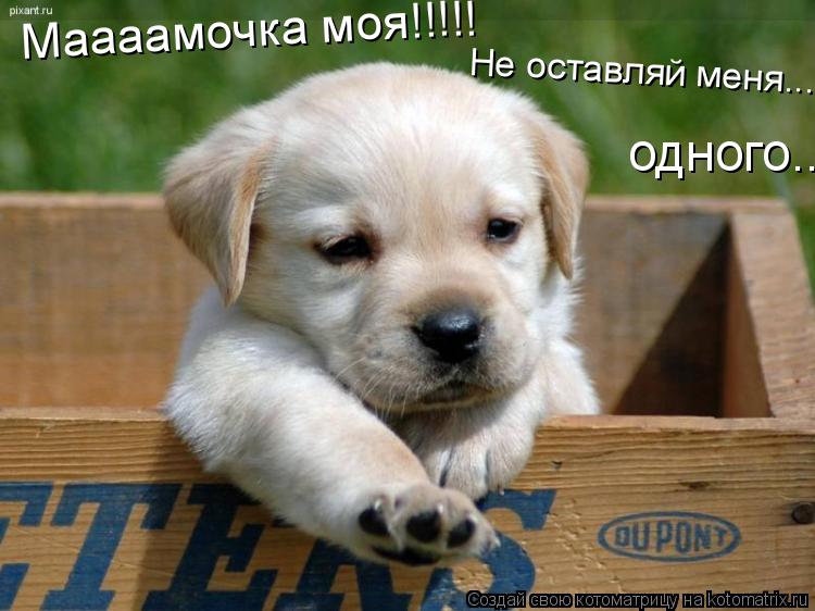 Маааамочка моя!!!!! Не оставляй меня.... одного...... Котоматрица: Маааамочка моя!!!!! Не оставляй меня.... одного...