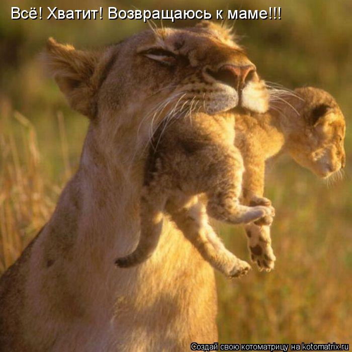 Всё! Хватит! Возвращаюсь к маме!!!... Котоматрица: Всё! Хватит! Возвращаюсь к маме!!!