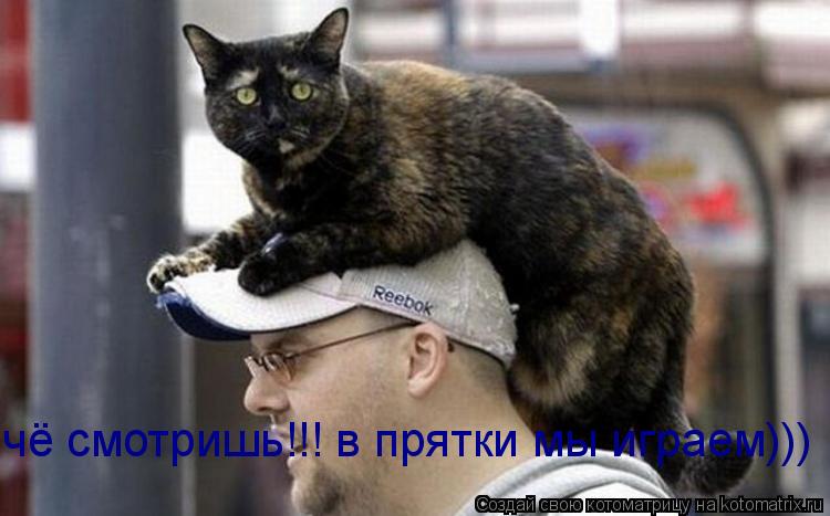 чё смотришь!!! в прятки мы играем)))... Котоматрица: чё смотришь!!! в прятки мы играем)))