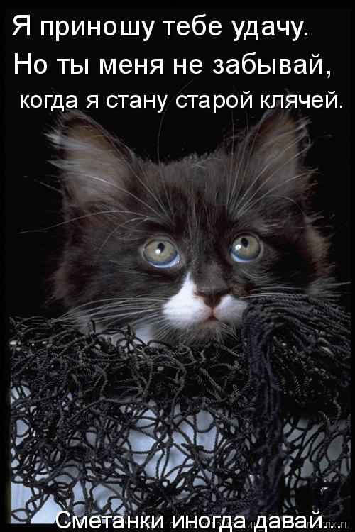 Я приношу тебе удачу. Но ты меня не забывай, когда я стану старой клячей. Сметанки иногда давай... С... Котоматрица: Я приношу тебе удачу. Но ты меня не забывай, когда я стану старой клячей. Сметанки иногда давай... Сметанки иногда давай...