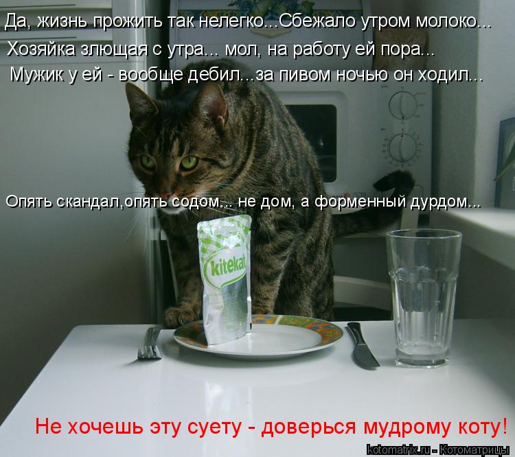 Да, жизнь прожить так нелегко...Сбежало утром молоко... Хозяйка злющая с утра... мол, на работу ей по... Котоматрица: Да, жизнь прожить так нелегко...Сбежало утром молоко... Хозяйка злющая с утра... мол, на работу ей пора... Мужик у ей - вообще дебил...за пивом ночь