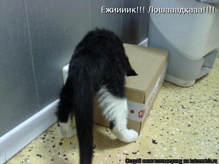 Ежиииик!!! Лошааадкааа!!!!... Котоматрица: Ежиииик!!! Лошааадкааа!!!!