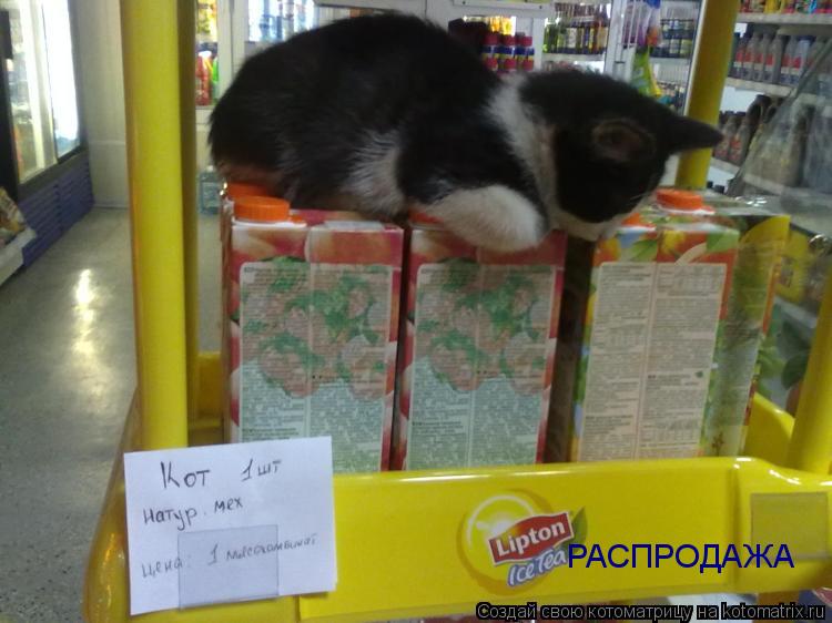РАСПРОДАЖА... Котоматрица: РАСПРОДАЖА